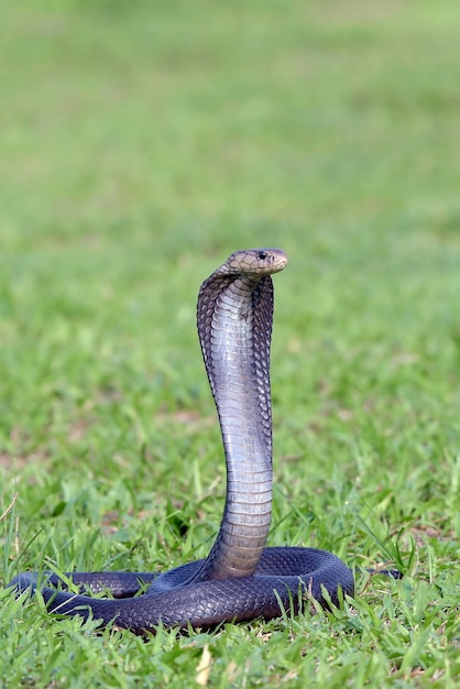 Jawajska kobra plująca na użytki zielone