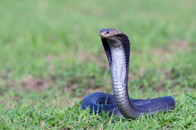 Jawajska kobra plująca na użytki zielone