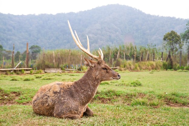 Zdjęcie jawańska rusa lub sunda sambar lub rusa timorensis w ranca upas ciwidey bandung w indonezji