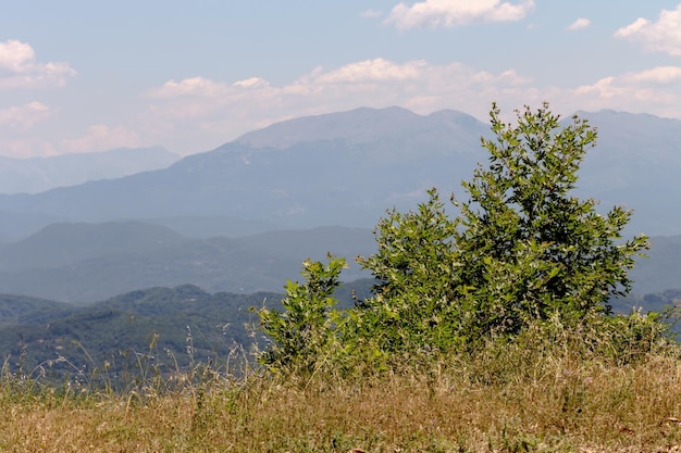 Jawor Platanus Rośnie W Górach