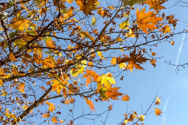 Jawor Platanus rośnie w górach