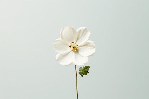 Jeden biały kwiat na prostym tle Generatywna sztuczna inteligencja