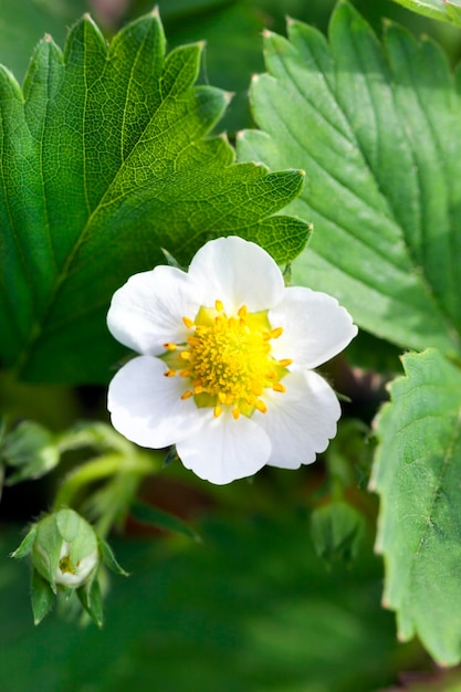 Jeden Biały Kwiat Truskawki Sfotografowany Z Bliska Podczas Kwitnienia Na Polu Uprawnym. Mała Głębia Ostrości. Zbliżenie, Z Naciskiem Na Kwiatostan