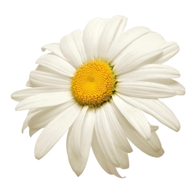 Jeden biały stokrotka kwiat na białym tle. Płaski świecki, widok z góry. Kwiatowy wzór, obiekt