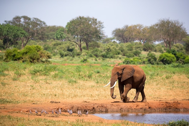 Jeden duży czerwony słoń spaceruje po brzegu wodopoju