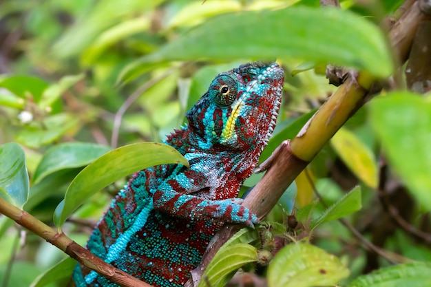 Jeden kameleon porusza się wzdłuż gałęzi w lesie deszczowym na Madagaskarze