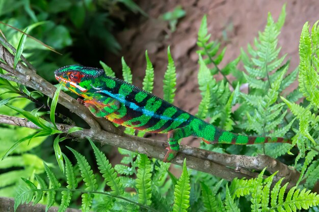 Jeden Kameleon Porusza Się Wzdłuż Gałęzi W Lesie Deszczowym Na Madagaskarze