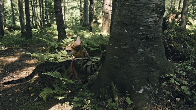 Jeden kot w parku miejskim Żbik bengalski spaceruje po lesie w kołnierzu Azjatycki kot dżungli lub bagno lub trzcina Udomowiony kot lamparta ukrywający się podczas polowania i zabawy w trawie Kot domowy w plenerze