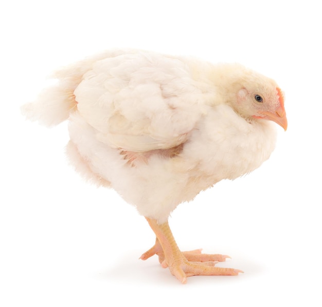 Jeden kurczak lub młode kurczaki brojerowe