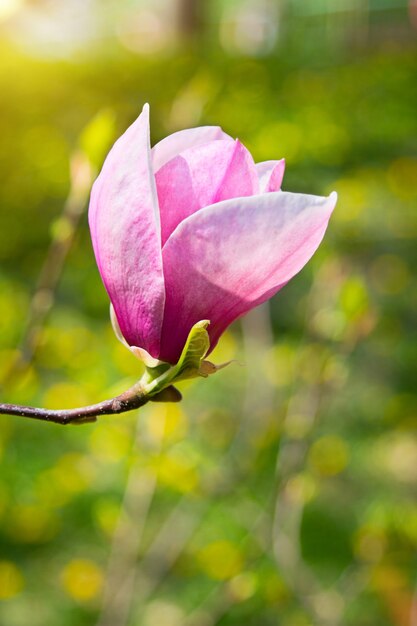 Jeden kwiat drzewa magnolii na wiosnę