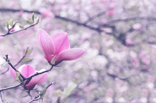 Jeden kwiat kwitnącego drzewa magnolii na wiosnę.