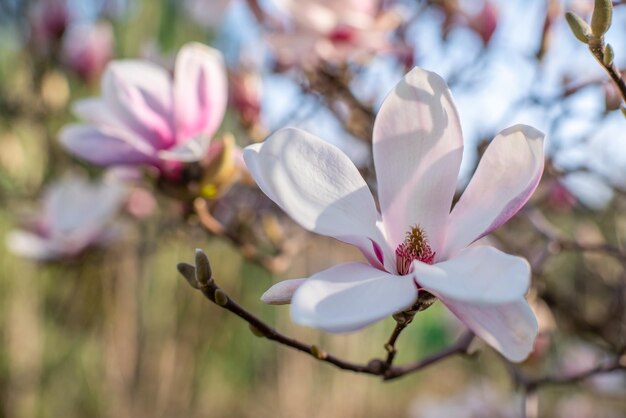 Jeden kwiat magnolii w ogrodzie o wschodzie słońca Piękny wiosenny dzień