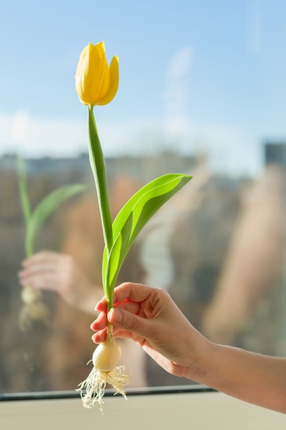 Jeden kwiatu żółty tulipan w żeńskim ręki tła niebieskim niebie i sunse