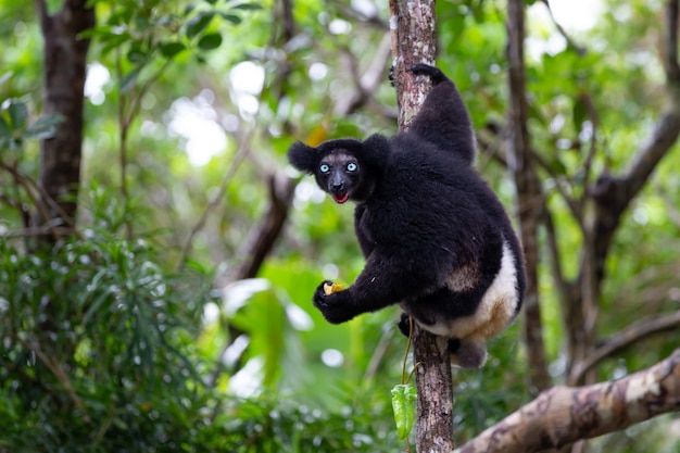 Jeden Lemur Indri Na Drzewie