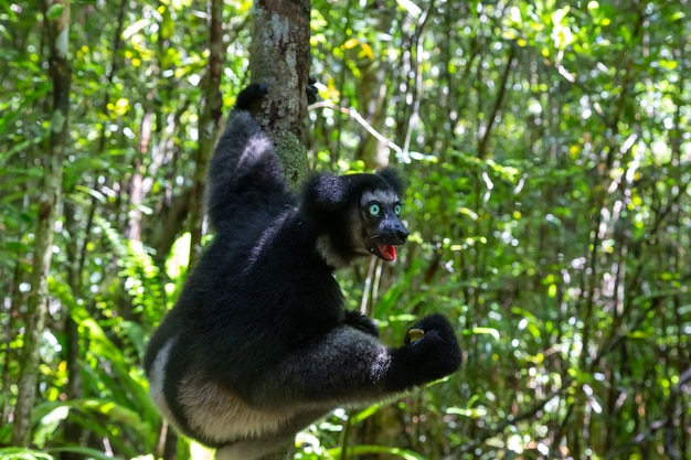 Jeden lemur indri na drzewie