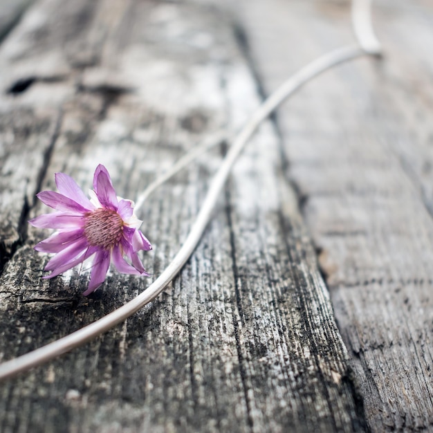 Jeden liliowy kwiat xeranthemum na szarym drewnianym tle