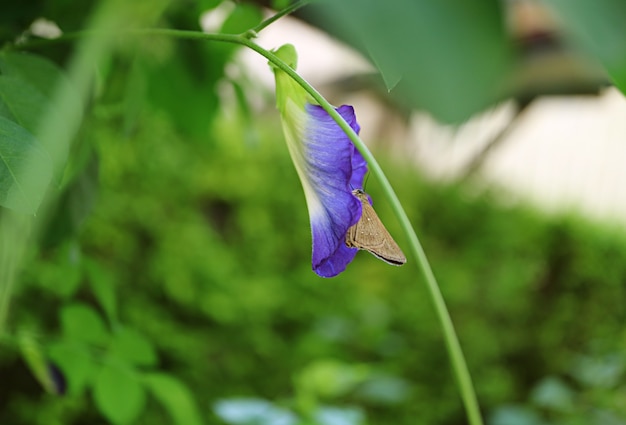 Jeden mały brązowy motyl korygujący nektar na kwitnącym kwiatku grochu motylkowego