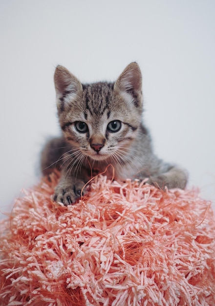 Jeden mały piękny pasiasty szary kotek domowy z dużymi niebieskimi oczami pozowanie.