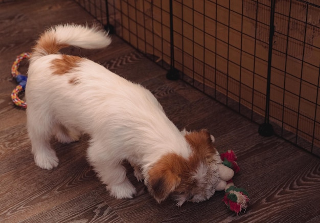 Jeden mały uroczy szczeniak rasy Jack Russell Terrier o szorstkiej sierści. Angielski pies myśliwski. Jack