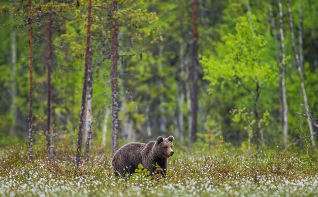 Jeden niedźwiedź na tle lasu wśród białych kwiatów
