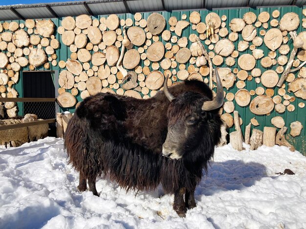 jeden pamir jaka w zoo