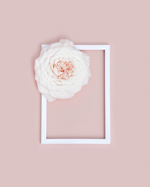 Jeden Piękny Biały Kwiat Róży Z Białą Ramką