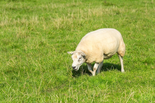 Jedna biała owca zjada zieloną trawę na farmie