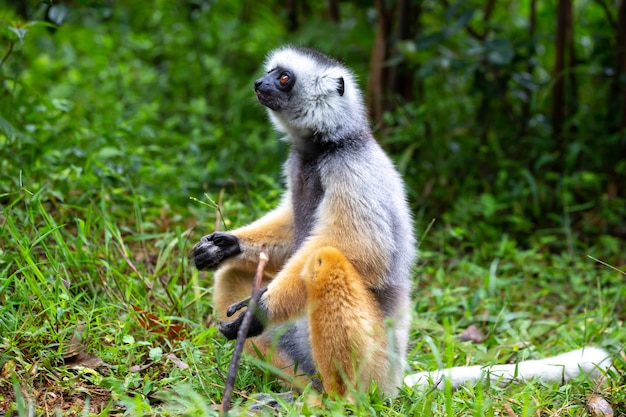 Jedna diademed sifaka w swoim naturalnym środowisku w lesie deszczowym na wyspie Madagaskar