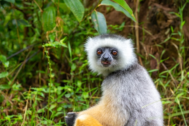 Jedna diademed sifaka w swoim naturalnym środowisku w lesie deszczowym na wyspie Madagaskar