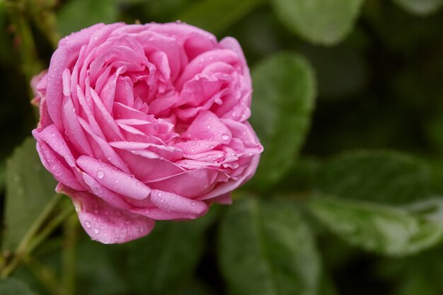 Jedna duża różowa róża w ogrodzie, widok z góry