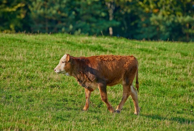 Jedna krowa hereford stojąca samotnie na pastwisku jedno włochate zwierzę na tle zielonej trawy na odległych polach uprawnych i posiadłości rolniczej Hodowla bydła na wolnym wybiegu