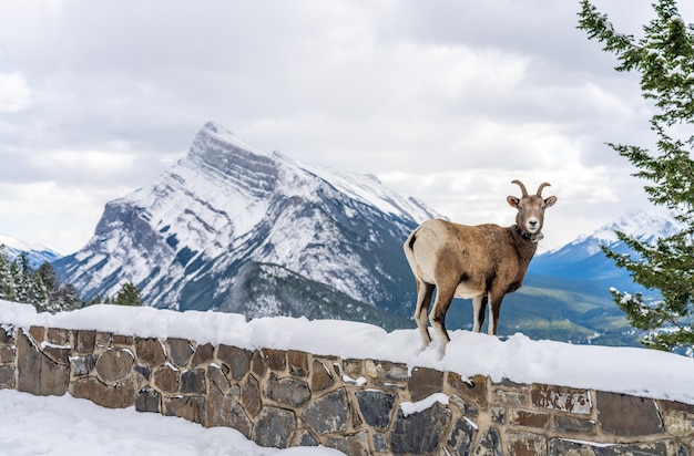 jedna owca owca bighorn z obrożą radiową park narodowy banff canadian rockies canada