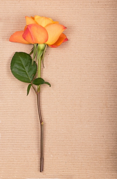 Jedna pomarańczowa róża na brązowej powierzchni papieru