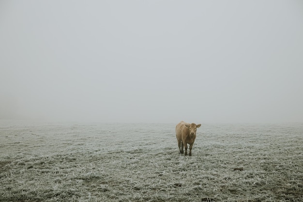 Jedna samotna futrzana brązowa krowa stojąca na pastwisku pokrytym szronem podczas mroźnego mglistego poranka późną jesienią