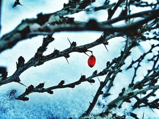 Zdjęcie jedna wiśnia na gołym drzewie w zimie