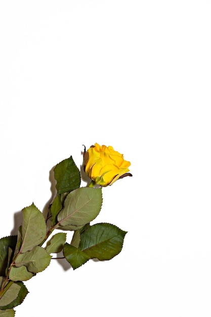 Jedna żółta róża na białym tle