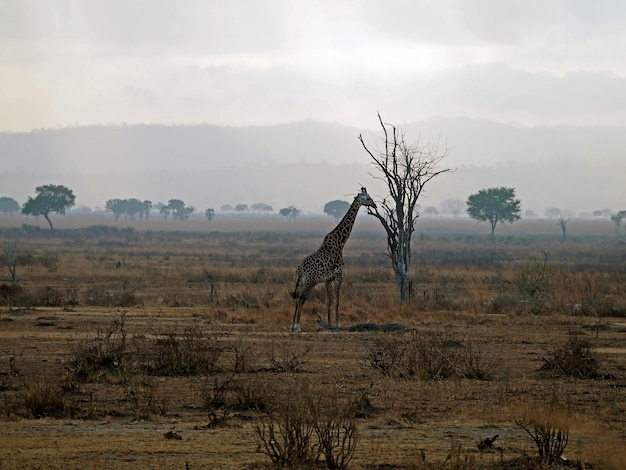 Zdjęcie jedna żyrafa szukająca pożywienia podczas katastrofalnej suszy spowodowanej zmianami klimatycznymi