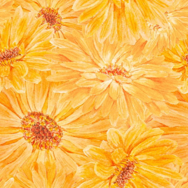 Jednolity wzór pomarańczy Calendula officinalis Akwarela ręcznie rysowane ilustracja botaniczna do etykiet towary ekologiczne tekstylia naturalna medycyna ziołowa zdrowa herbata kosmetyki i środki homeopatyczne