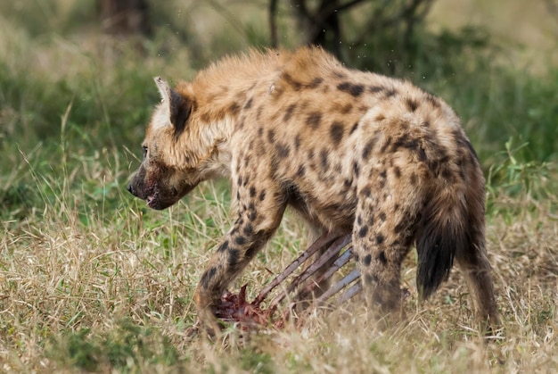 Jedząca hiena w Parku Narodowym Krugera w Południowej Afryce
