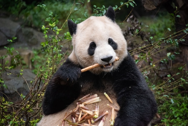 Zdjęcie jedzenie gigantycznej pandy