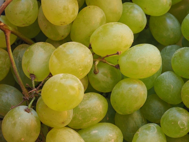 Jedzenie z białych winogron grape