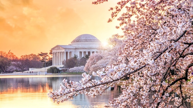 Jefferson Memorial podczas festiwalu kwiatów wiśni w Waszyngtonie