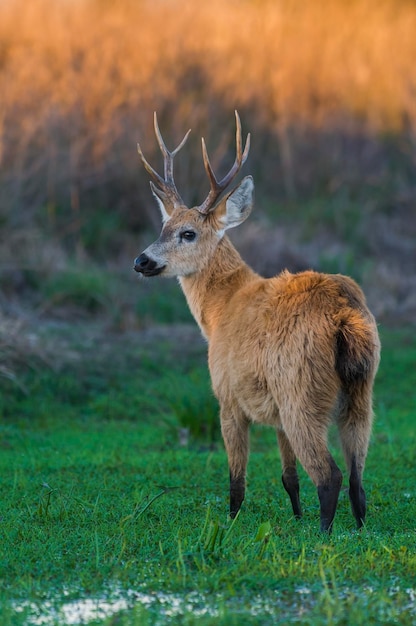 Zdjęcie jeleń bagienny blastocerus dichotomus xaibera marshes prowincja corrientes argentyna