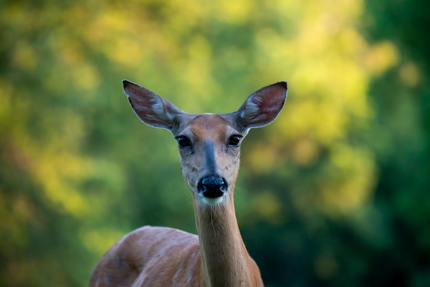 Zdjęcie jeleń bielik, odocoileus virginianus