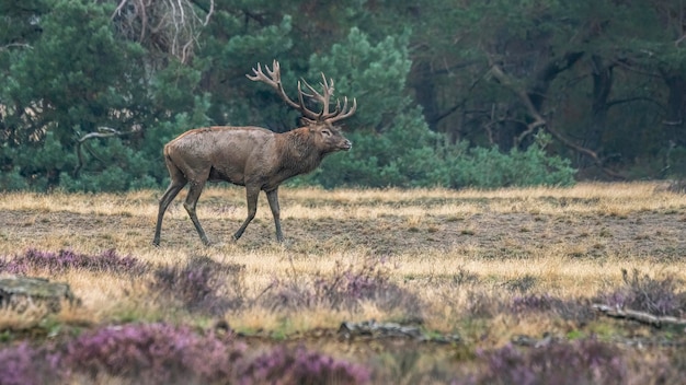 Jeleń (Cervus elaphus) jeleń w sezonie rykowiska na polu