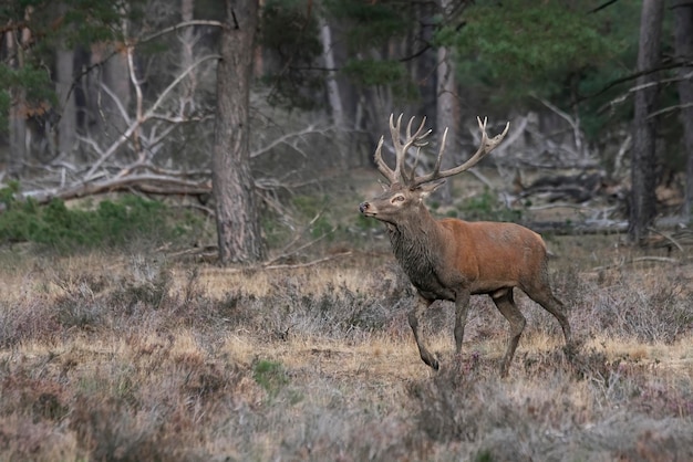 Jeleń (Cervus elaphus) jeleń w sezonie rykowiska na polu