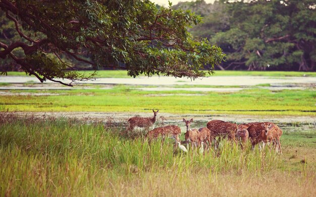 Jeleń cętkowany w parku narodowym Yala, Sri Lanka