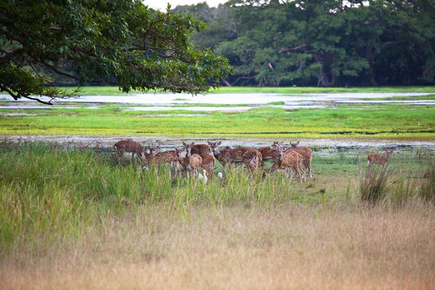 Jeleń cętkowany w parku narodowym Yala, Sri Lanka