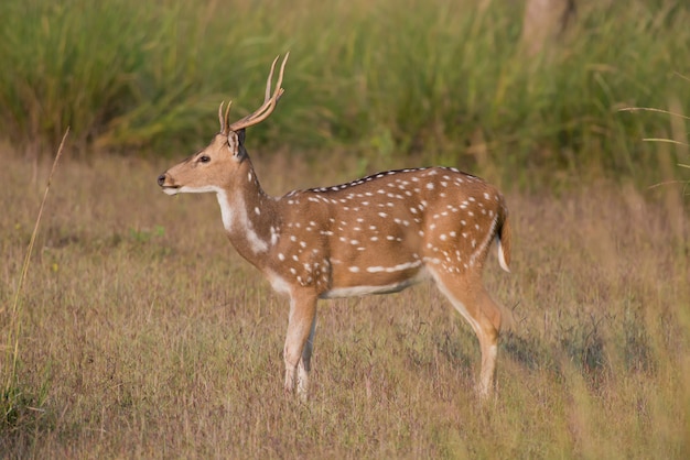 Jeleń Chital