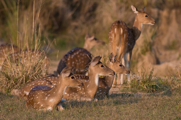 Zdjęcie jeleń chital